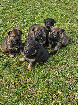 Německý ovčák štěňata bez PP