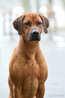 Rhodeský ridgeback s PP -krytí
