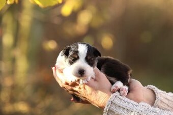 Australský ovčák - Nandor Cofi Capito
