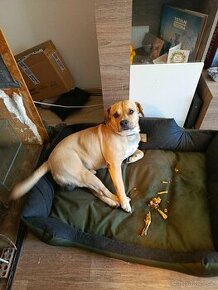 Hledám fenečku ke krytí