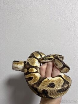 Krajta královská Calico