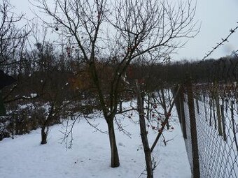 Predaj, pozemok, Podhájska