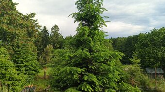 Vánoční stromky,živé stromky, chvojí - 1