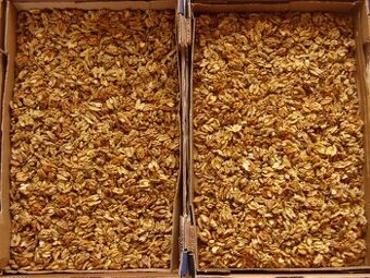 Prodám VLAŠSKÉ OŘECHY vyloupané