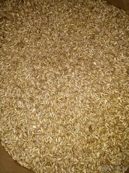 Lesknici, oves nahý, proso žluté a zelené , hrách, hrachové