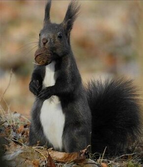 Veverka obecná černá forma1:1