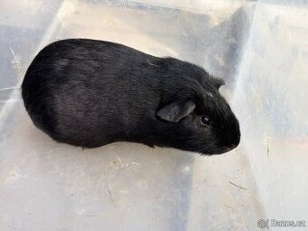 Cuy morče černý samec