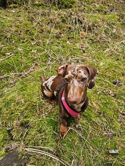 Sháníme pejska ke krytí