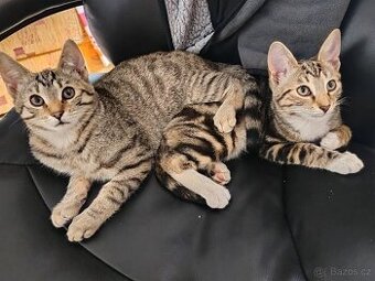 Koťátka od Bengálské mamky