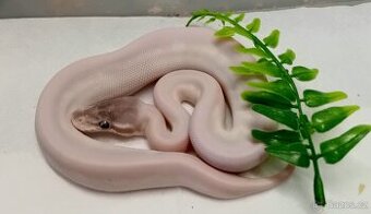 Krajta královská - aktuální nabídka 16.2