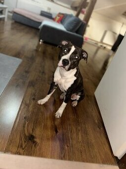 Stafordširdský bulterier