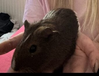 Daruji morče s klecí – Praha