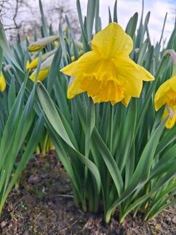 Narcisky ( Narcis ) - prodej květů narcisek