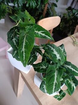 Syngonium wendlandii