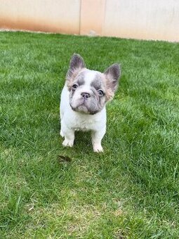Francozsky buldoček lilac fawn fluffy strakoš fenka
