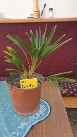 Palma Trachycarpus fortunei - 1