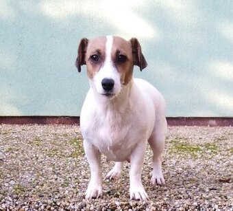 Jack Russel terier, hodná dospělá fenka