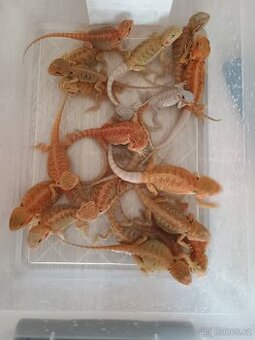 Agama vousata - 1