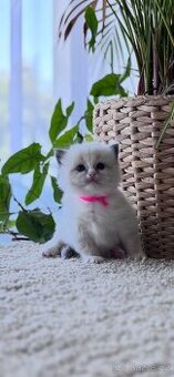 Ragdoll koťata