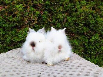 Zakrslý králík, králíček -(TEDDY)-ONDŘEJ A OTA