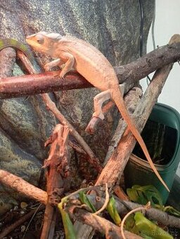 Chameleon pardálí