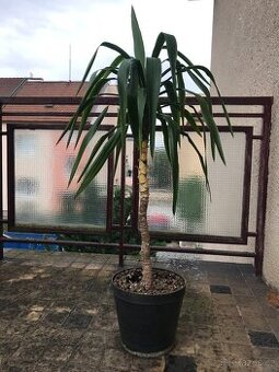 Juka či dracena vysoká pokojová rostlina - 1