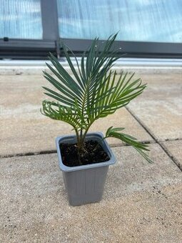 Cykas revoluta