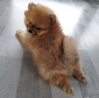 Pomeranian