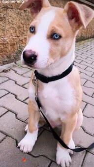 S těžkým srdcem prodám 4 měsíční štěnatko