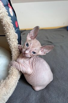 Don Sphynx PP