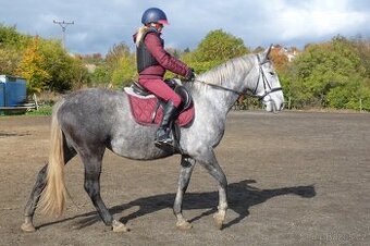 Hodná mladá klisna