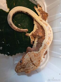 Pagekon řásnatý top ceny