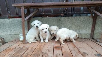 Labradorský retrívr ❤️❤️