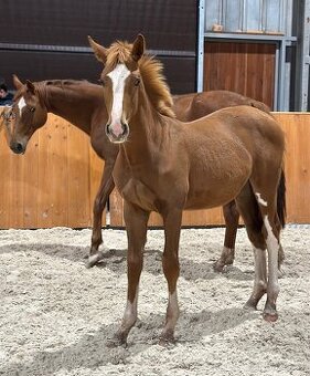 Letosni charakterni hrebecek