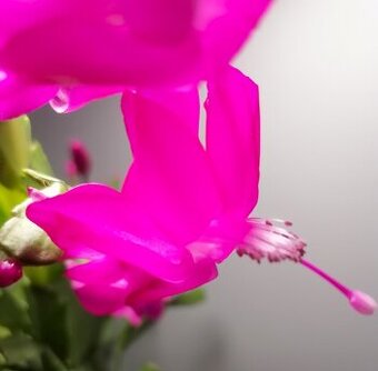 Schlumbergera - Vánoční kaktus: Thor Sharon (řízek)