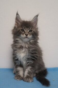 Mainská mývalí s PP