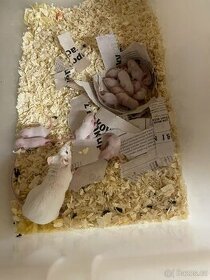 Laboratorní myšky - 1
