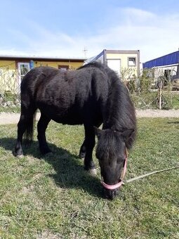Pony kobylka