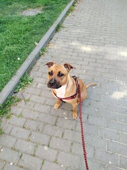 Daruji 3 letu fenku staforda