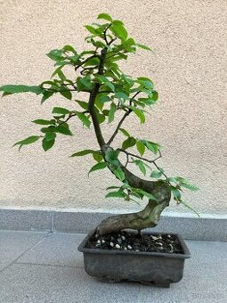 Bonsai, Bonsaj, jamadori, habr