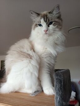 Kocourek ragdoll s PP