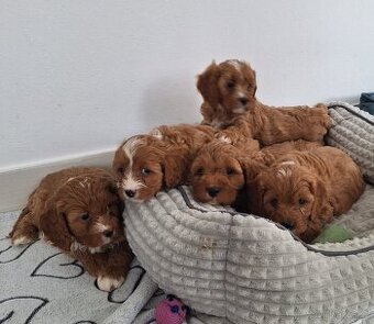 Cavapoo