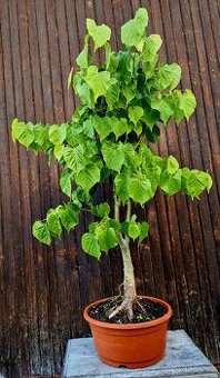 PRE-BONSAI, BONSAJ - LIPA SRDCITA