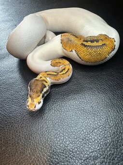 Krajta Královská - SPECIAL YB PIEBALD