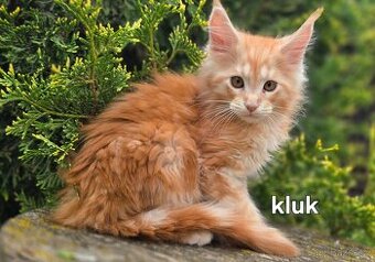 Mainská mývalí, kocourci