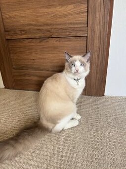 Ragdoll kotě (kočička)