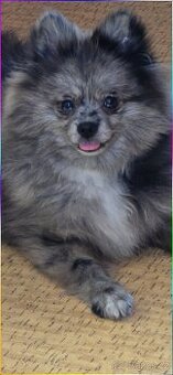 Pomeranian pejsek bez PP