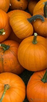 Dýně na Halloween a okrasné