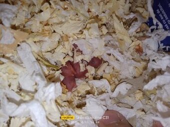 Křeček džungarský