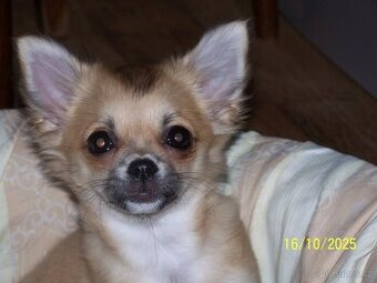 Čivava dlouhosrstá s průkazem původu